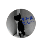 仔猫の暮らし（個別スタンプ：10）