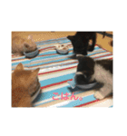 仔猫の暮らし（個別スタンプ：11）