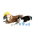 仔猫の暮らし（個別スタンプ：13）