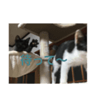 仔猫の暮らし（個別スタンプ：14）