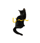 仔猫の暮らし（個別スタンプ：15）