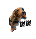 Labi Dogss（個別スタンプ：1）