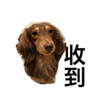 Labi Dogss（個別スタンプ：2）