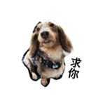 Labi Dogss（個別スタンプ：5）