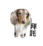 Labi Dogss（個別スタンプ：6）