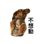 Labi Dogss（個別スタンプ：8）