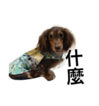 Labi Dogss（個別スタンプ：11）