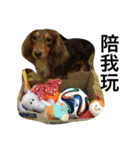 Labi Dogss（個別スタンプ：12）