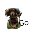 Labi Dogss（個別スタンプ：13）