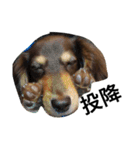 Labi Dogss（個別スタンプ：14）