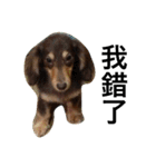 Labi Dogss（個別スタンプ：15）