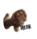 Labi Dogss（個別スタンプ：16）
