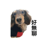 Labi Dogss（個別スタンプ：17）