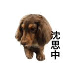 Labi Dogss（個別スタンプ：20）