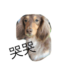 Labi Dogss（個別スタンプ：21）