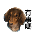 Labi Dogss（個別スタンプ：23）
