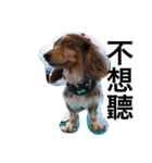Labi Dogss（個別スタンプ：29）