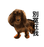 Labi Dogss（個別スタンプ：31）