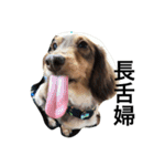 Labi Dogss（個別スタンプ：33）