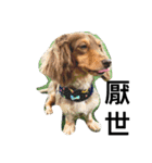 Labi Dogss（個別スタンプ：34）