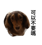 Labi Dogss（個別スタンプ：35）