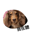 Labi Dogss（個別スタンプ：38）