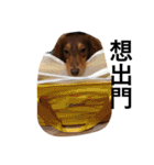 Labi Dogss（個別スタンプ：39）