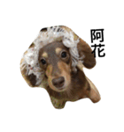 Labi Dogss（個別スタンプ：40）
