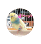 インコのハルくん2（個別スタンプ：4）