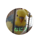 インコのハルくん2（個別スタンプ：8）