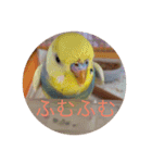 インコのハルくん2（個別スタンプ：9）