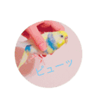 インコのハルくん2（個別スタンプ：11）