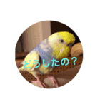 インコのハルくん2（個別スタンプ：12）