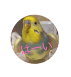 インコのハルくん2（個別スタンプ：13）