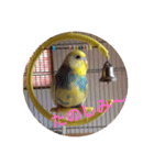 インコのハルくん2（個別スタンプ：16）