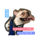 French Bulldog-Weiwei（個別スタンプ：1）