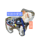 French Bulldog-Weiwei（個別スタンプ：2）