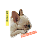 French Bulldog-Weiwei（個別スタンプ：3）