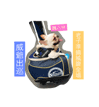 French Bulldog-Weiwei（個別スタンプ：5）