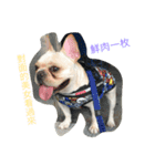 French Bulldog-Weiwei（個別スタンプ：6）