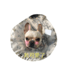 French Bulldog-Weiwei（個別スタンプ：7）