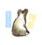 French Bulldog-Weiwei（個別スタンプ：8）
