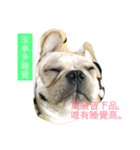 French Bulldog-Weiwei（個別スタンプ：10）