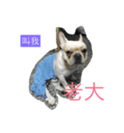 French Bulldog-Weiwei（個別スタンプ：11）