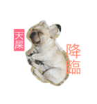 French Bulldog-Weiwei（個別スタンプ：12）
