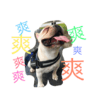 French Bulldog-Weiwei（個別スタンプ：13）