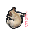 French Bulldog-Weiwei（個別スタンプ：14）