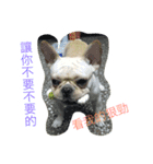 French Bulldog-Weiwei（個別スタンプ：15）