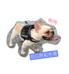 French Bulldog-Weiwei（個別スタンプ：16）