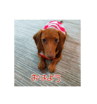 pecopeco1（個別スタンプ：2）